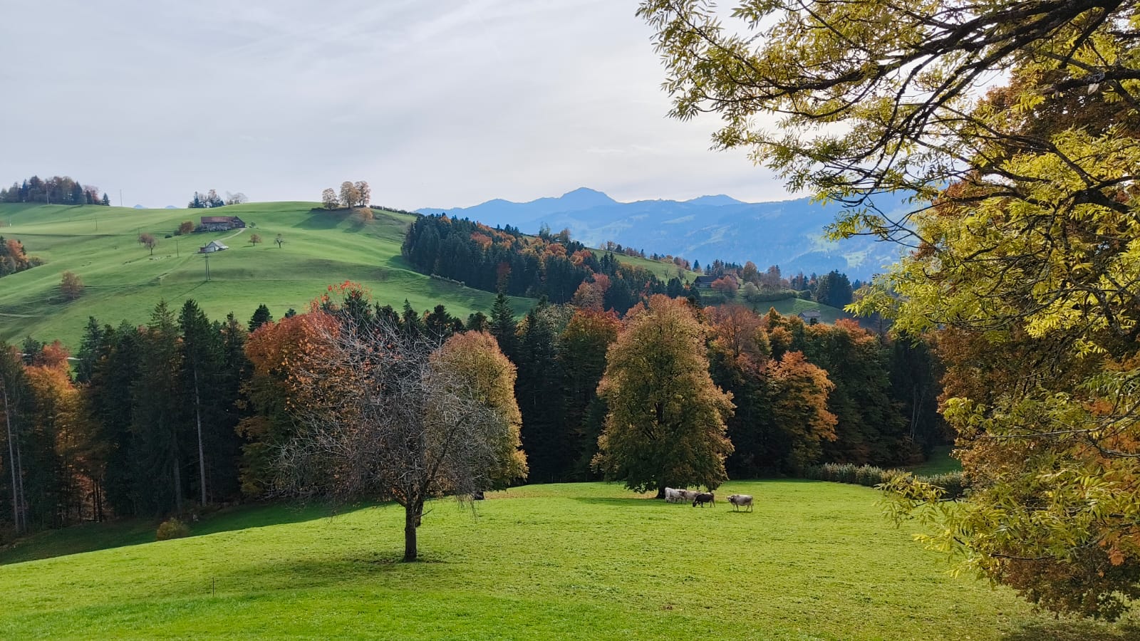Zwitserse natuur en uitzicht